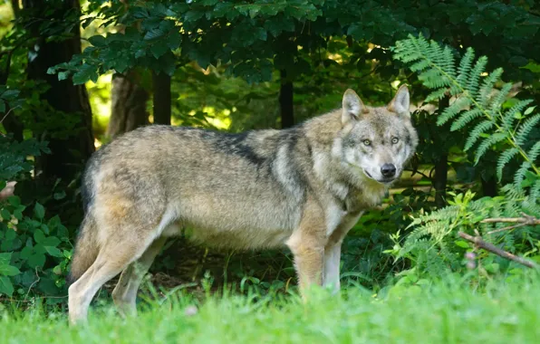 Картинка nature, predator, animal, wolf, wildlife, portrait., Canis lupus. face • wolf • portrait • predator