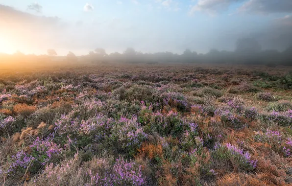 Картинка поле, цветы, туман, утро
