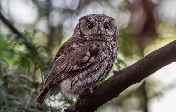 Картинка ветки, птица, сыч