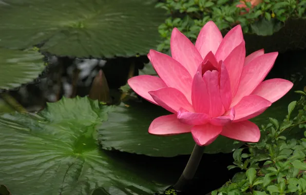 Картинка Water lily, Green Leaves, Водяная лилия, Зелёные листья