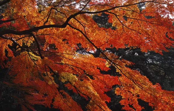 Картинка осень, листья, ветки, дерево, багрянец