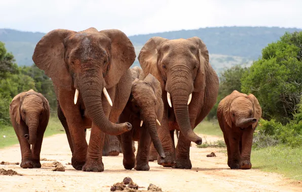 Elephants, herd, family