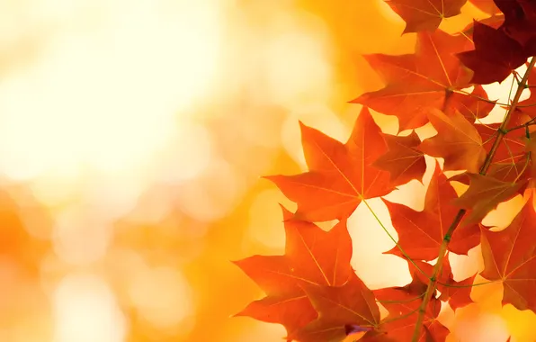 Картинка осень, листья, яркость
