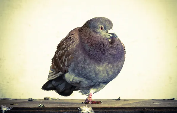 Природа, птица, голуби