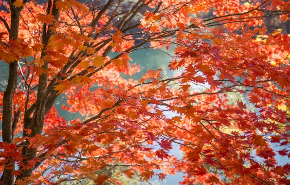 Картинка осень, листья, вода, ветки, дерево, краски