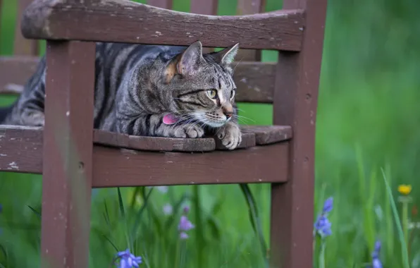 Кошка, цветы, стул, наблюдение