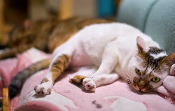 Кошка, кот, взгляд, морда, поза, диван, отдых, коты