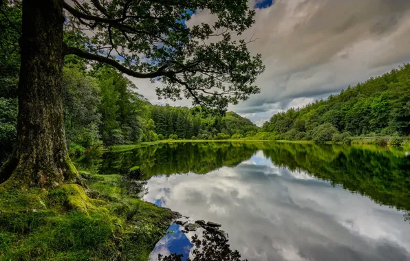 Лес, лето, озеро, отражение, дерево, Англия, England, Озёрный край