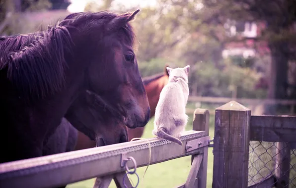 Картинка кошка, животные, лето, лошадь, забор, сад, дружба, белая