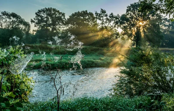 Картинка трава, паутина, утро, луг
