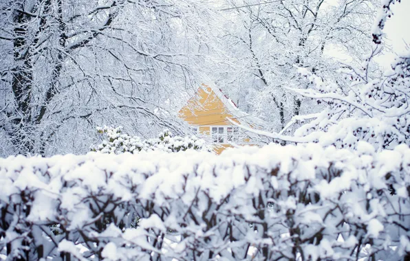 Зима, снег, деревья, дом, Норвегия, Осло