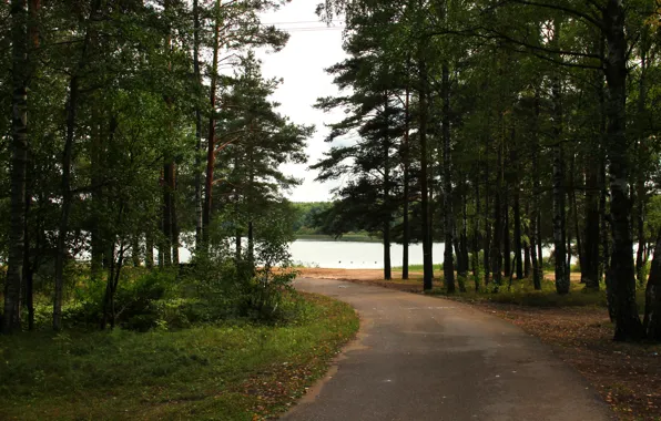 Дорога, деревья, природа, парк, река, фото, Россия, Ленинградская область