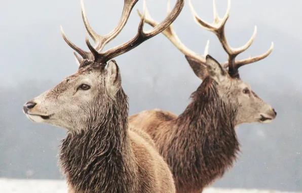 Animals, winter, deer, wildlife, mammals, animal wildlife, two brown stags