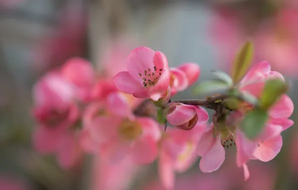 Цветы, ветки, краски, лепестки, сад