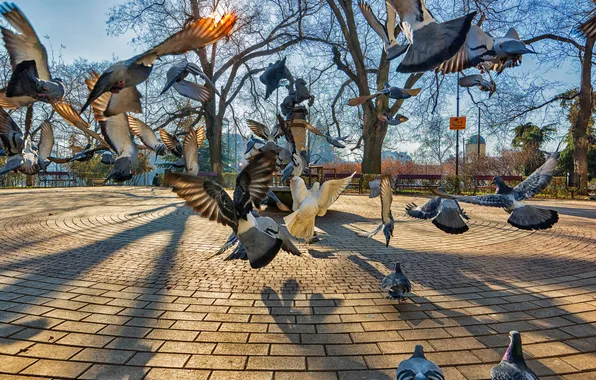 Картинка птицы, город, парк, голуби