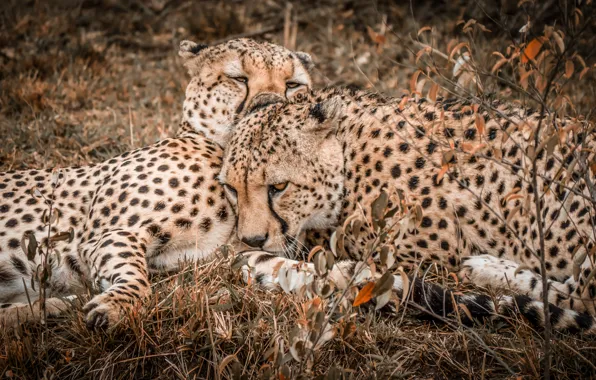 Природа, пара, двое, Cheetah, гепарды