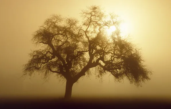 Картинка солнце, туман, дерево, сепия