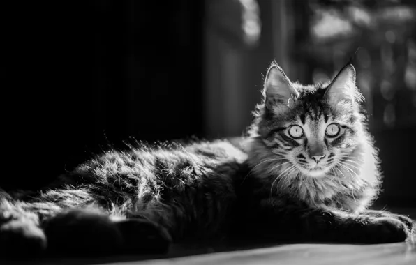 Кошка, взгляд, шерсть