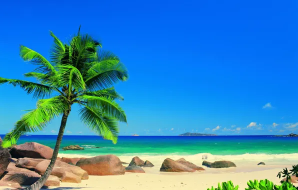 Картинка лето, солнце, природа, пальмы, наслаждение, океан, отдых, Сейшелы