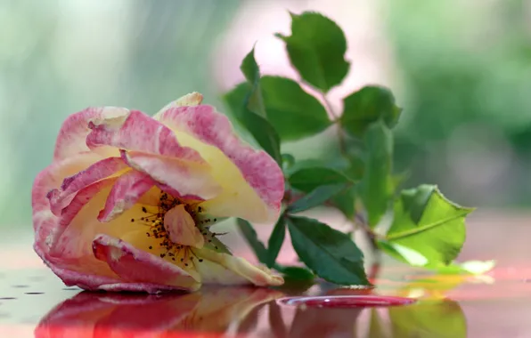 Картинка фон, розовая, роза, чайная