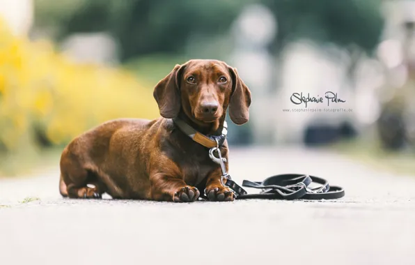 Взгляд, друг, собака