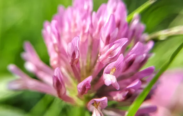 Макро, цветы, природа, клевер, flower, nature