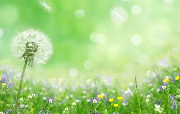 Цветы, природа, весна, лепестки, боке