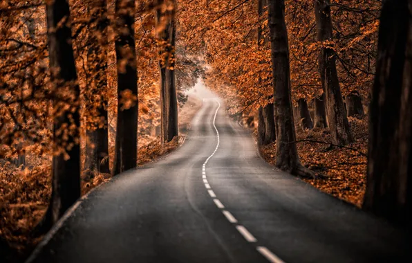 Картинка дорога, осень, лес, деревья, природа, парк