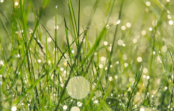 Grass, drops, dew