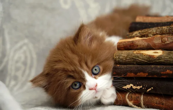 Кошка, взгляд, ветки, поза, котенок, малыш, лежит, серый фон