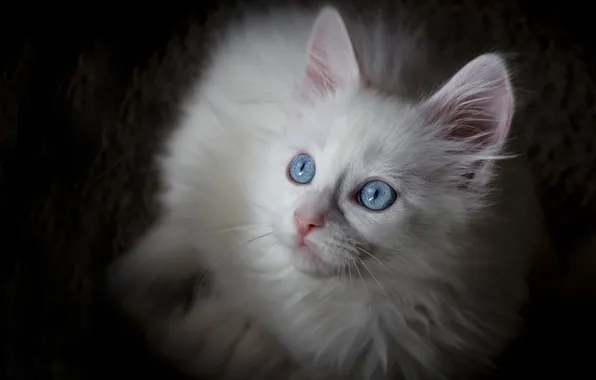 Кошка, белый, взгляд, поза, котенок, портрет, черный фон, голубые глаза