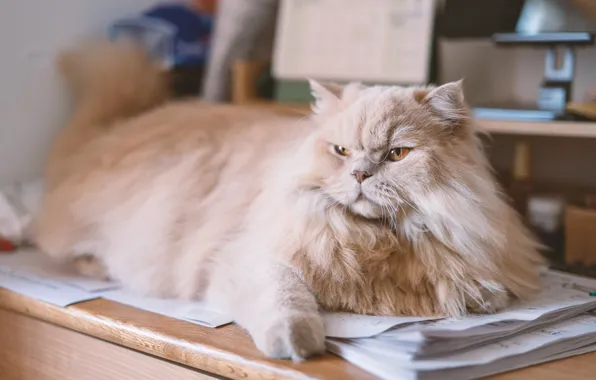 Кошка, кот, взгляд, поза, стол, комната, пушистый, полка