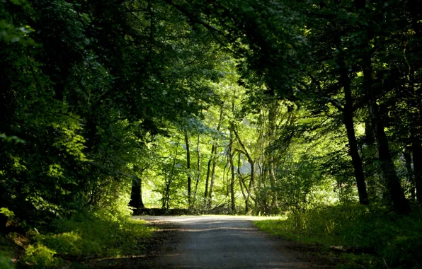 Дорога, лес, деревья
