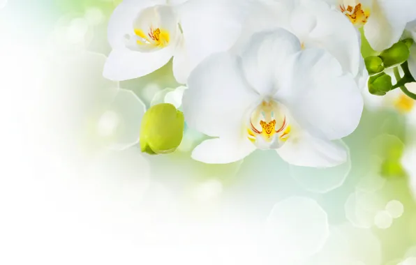 Картинка цветы, нежность, красота, лепестки, белая, white, орхидеи, бутоны