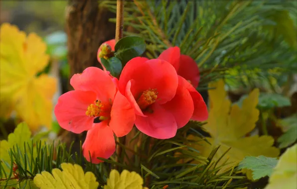 Картинка Весна, Spring, айва, Red flowers