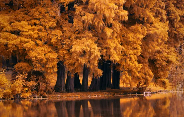 Nature, autumn, Autumn Fall Nature