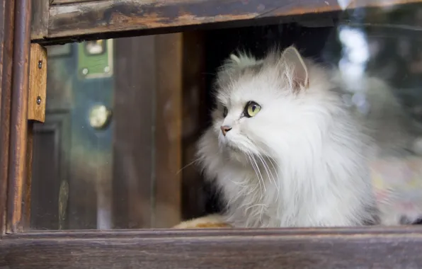 Кошка, взгляд, окно, пушистая, белая кошка