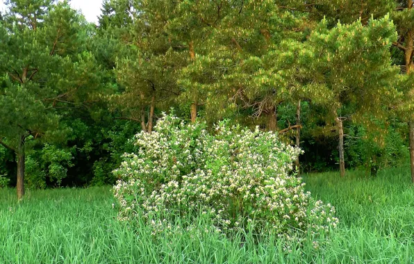 Лес, куст, весна, май, сосны, Цветение, Сибирь