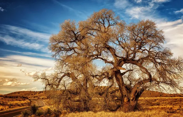 Осень, небо, деревья