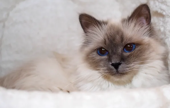 Кошка, кот, взгляд, морда, портрет, лежит, мех, голубые глаза