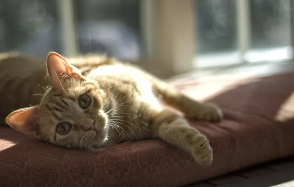 Картинка кот, взгляд, окно, рыжий, подушка, лижит