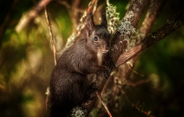 Картинка природа, фон, белка