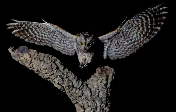 Дерево, сова, Птица, Черный фон, полёт, размах крыльев, David Manusevich, Eurasian scops owl