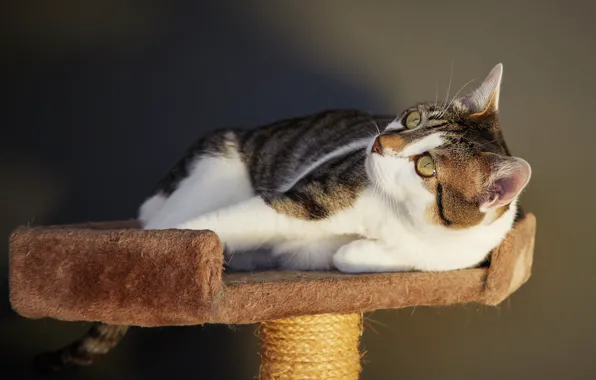 Кошка, кот, взгляд, поза, фон, лежит, полосатый, когтеточка