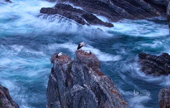 Картинка море, птицы, скалы, Португалия, белый аист, Одемира, Cabo Sardão