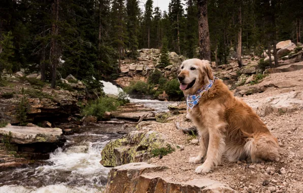 Природа, друг, собака