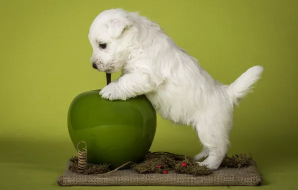 Картинка яблоко, собака, щенок, white terriers