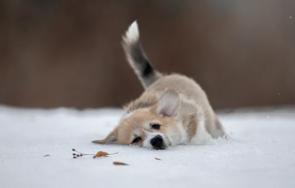 Картинка зима, снег, настроение, собака, щенок, пёсик, Вельш-корги, Светлана Писарева