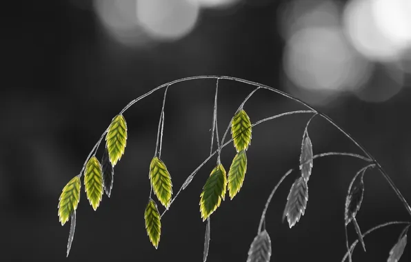 Трава, макро, природа