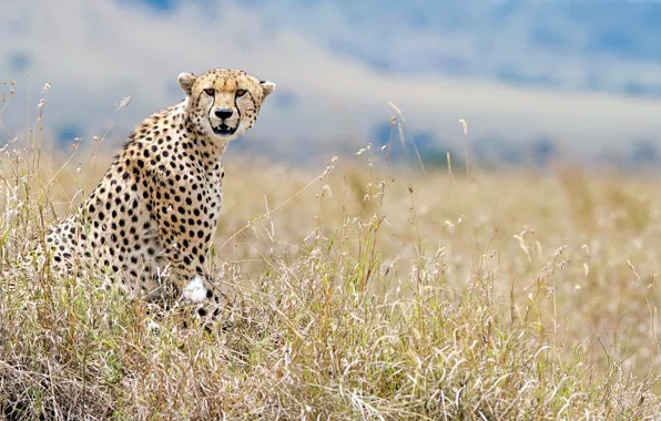 Картинка взгляд, гепард, дикая природа, Кения